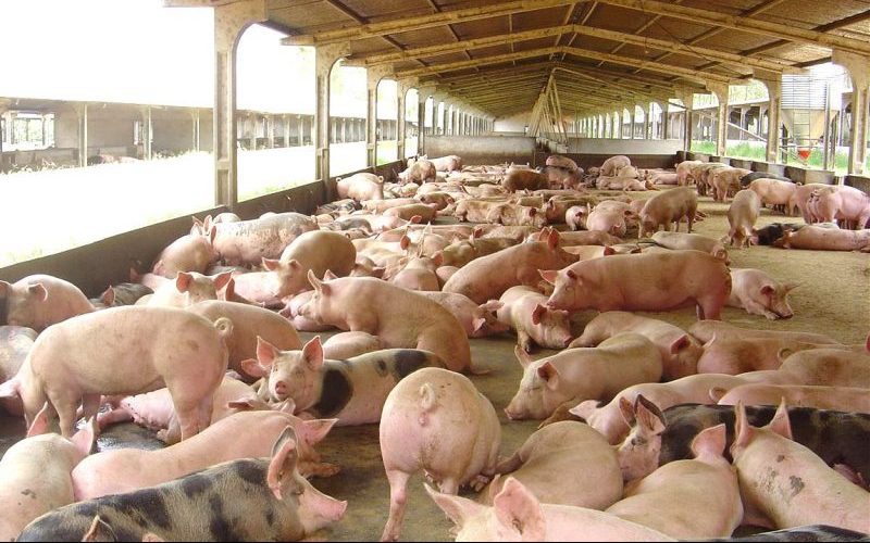 Produção de carne suína fica mais cara