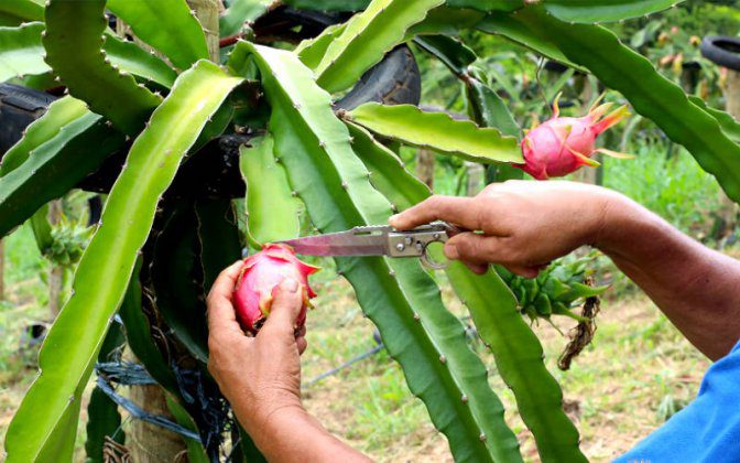 Inovação na produção de pitaya em Cariacica