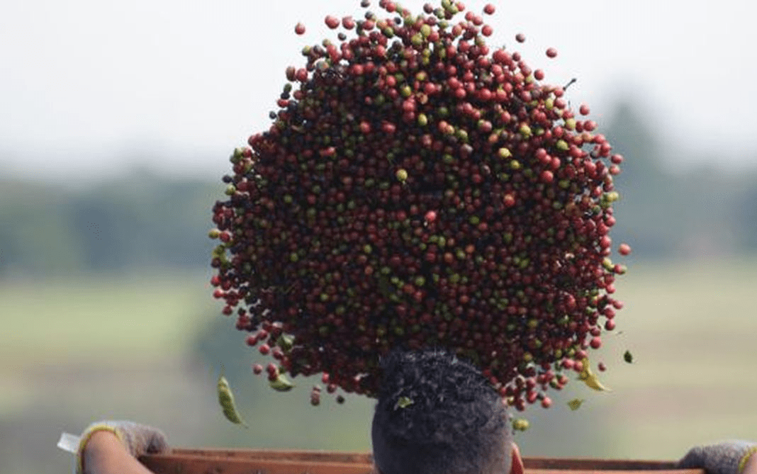 Ufes registra primeira cultivar de café conilon para o estado da