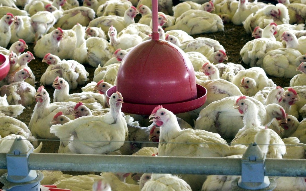 Brasil reforça ações de biossegurança para prevenir gripe aviária - Foto: © Arquivo/Agência Brasil