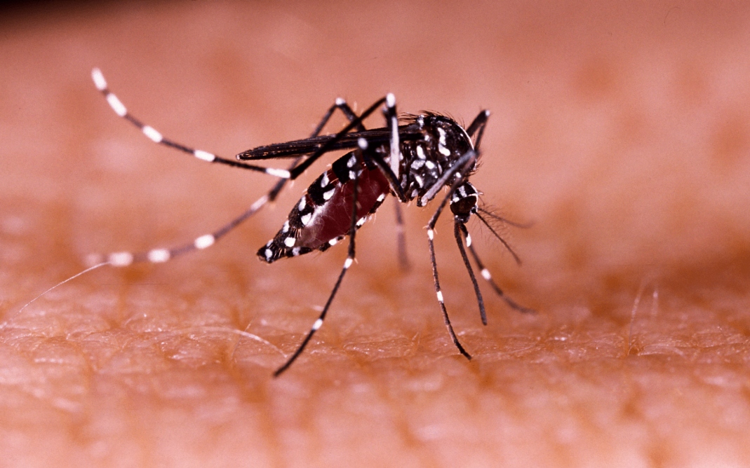Ministério da Saúde realiza campanha nacional em combate a dengue- Foto: Reprodução